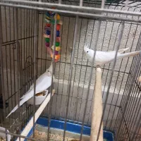 عروس هلندی البینو