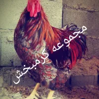 مرغ ویاندوت تخم نطفه ازتمام ذاتها یک جفت مولداورنج