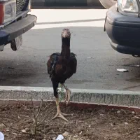 یک عدد خروس لاری دو رگه افغان و اوشامو