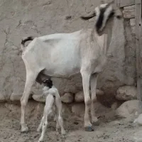 بز با کهره