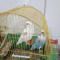 طوطی برزیلی|پرنده|بندر ماهشهر, |دیوار