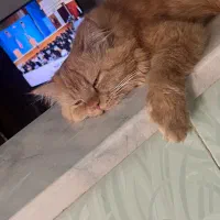 واگذاری گربه پرشین|گربه|چمران, |دیوار