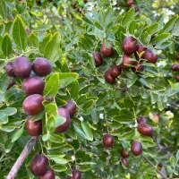 عناب