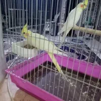 عروس هلندی|پرنده|شهریار, شهریار|دیوار