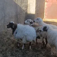 ۴عدد میش آبستن وجوان دونه۱۲۲۰۰