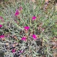 گیاهان  کوهستان دارویی