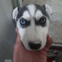 واگذاری هاسکی چشم آبی و نایاب