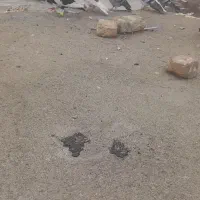 تعداد ۴تا کبوتر فروشی