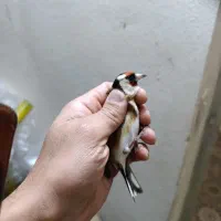 سهره تازه گیر|پرنده|بروجرد, |دیوار