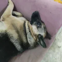 سگ ژرمن گمشده|حیوانات|کرج, حصارک بالا|دیوار