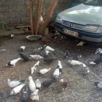 حراج کبوتر