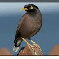 فروش مرغ مینا سخنگو درجه یک