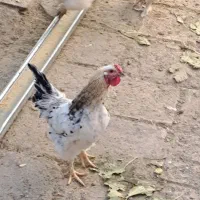 خروس زیبا وجوان|حیوانات مزرعه|قم, چهار مردان|دیوار