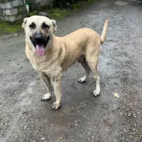 سگ سرابی|سگ|تالش, هشتپر|دیوار