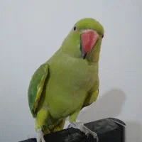طوطی ملنگو ماده سخنگو چلوندنی