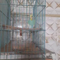 مرغ عشق