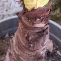 فروش گل باباآدم سبز خارجی|گل و گیاه طبیعی|نشتارود, |دیوار