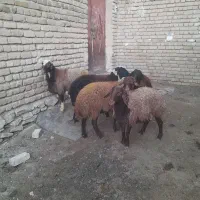 ۵عددبره‌نرپای‌پروار