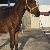 اسب مادیان یک سر عرب