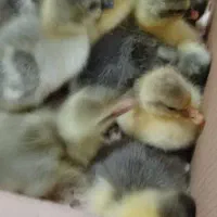 جوجه غاز ارسال فوری به سراسر کشور»