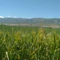 اجاره-زمین-کشاورزی