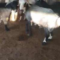 بره چاق چاق