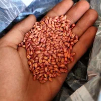 گندم بذر ابی