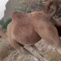 دوتا شتر فروشی