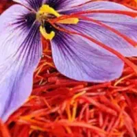 گل زعفران|خدمات باغبانی و درختکاری|تربت‌حیدریه, پائین ولایت|دیوار