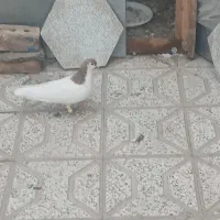 کبوتر ساده جفتگا