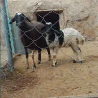 میش و بره جوان و خشگل