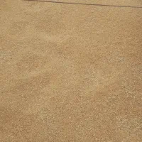 گندم بذری پیشگام