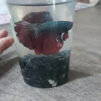 فایتر گرید(A)وارداتی|ماهی|اسلام‌شهر, شهرک مفیدی|دیوار