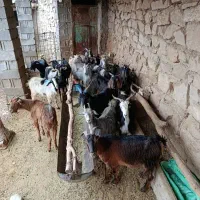 بز داشتی|حیوانات مزرعه|بهبهان, |دیوار