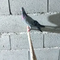 کبوتر پیتی|پرنده|بندرعباس, |دیوار