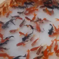 ماهی عید|ماهی|چناران, |دیوار