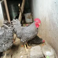جوجه آمروک و تخم امروک