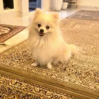 پامر عروسکی