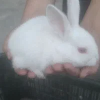 خرگوش کوچک|موش و خرگوش|شوشتر, |دیوار