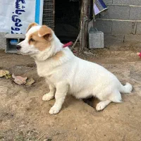 سگ ماده نژاد اشپیتز