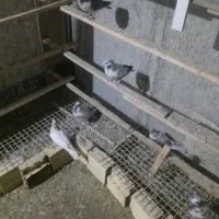 ۱۰ عدد کبوتر پرشی و خیلی خوب ۱۵۰۰|پرنده|شهریار, شهرک نماز (دینار آباد)|دیوار