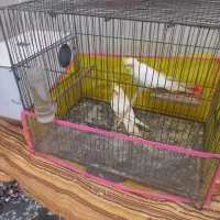 عروس هلندی|پرنده|نیشابور, مازول|دیوار