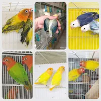 پاربلو کوتوله عروس قناری کفتر گرینچیک مرغ عشق فنچ|پرنده|مشهد, جوادیه|دیوار