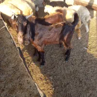 بزافغانی نر|حیوانات مزرعه|اهواز, کوی ابوالفضل|دیوار