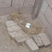تخم نطفه دار