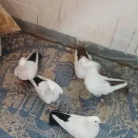 تکدمی کاکلی و طوقی کاکلی