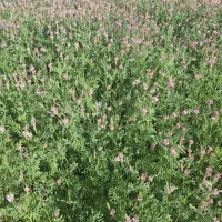 فروش یونجه پرگل خالص خالص