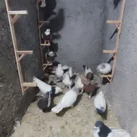 19 کفتر بوم فروشی|پرنده|ملک‌آباد, |دیوار