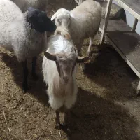 بره بز نر و ماده|حیوانات مزرعه|دابودشت, |دیوار