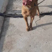 سگ پیت بول شناسنامه دار|سگ|گلستان (تهران), |دیوار